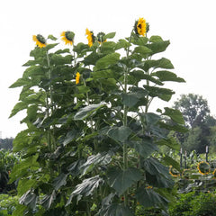 American Giant Sunflower