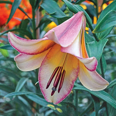 Fragrant Forest Lily Tree Collection