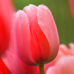 Guinevere Jumbo Perennial Tulip