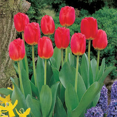 Red Matador Jumbo Perennial Tulip