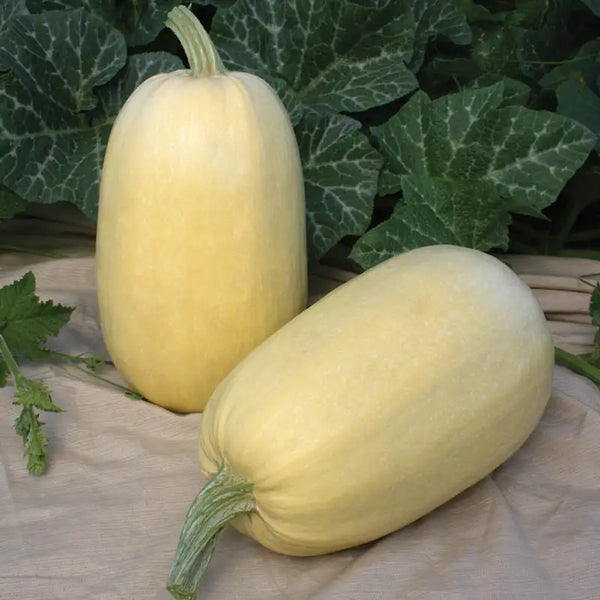 Tivoli Hybrid Spaghetti Winter Squash