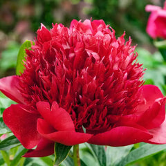 Seriously Fragrant Peony Collection