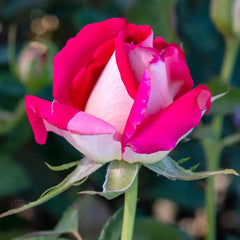 Picture Perfect™ Hybrid Tea Rose