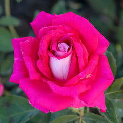 Picture Perfect™ Hybrid Tea Rose