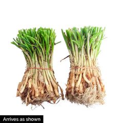 Blush Hybrid Onion