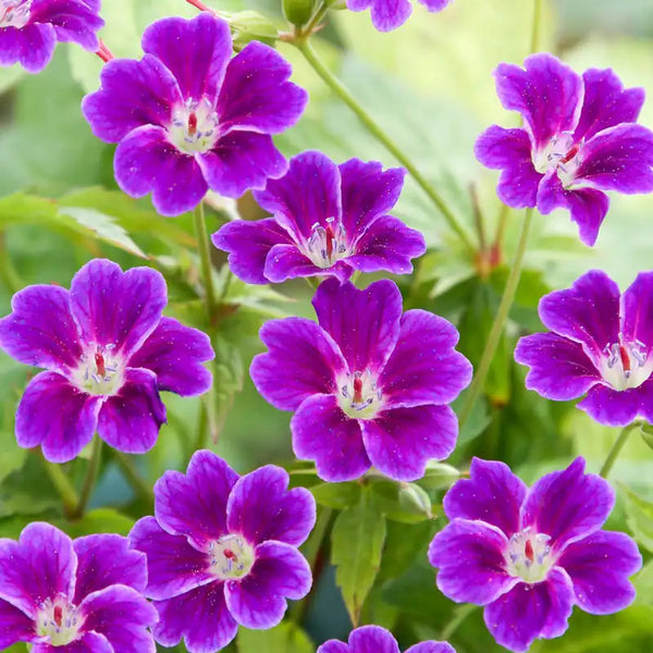 Tony's Talisman Hardy Geranium