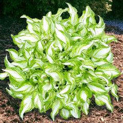 Kiwi Spearmint Hosta