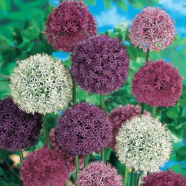 Giant Allium Mixture