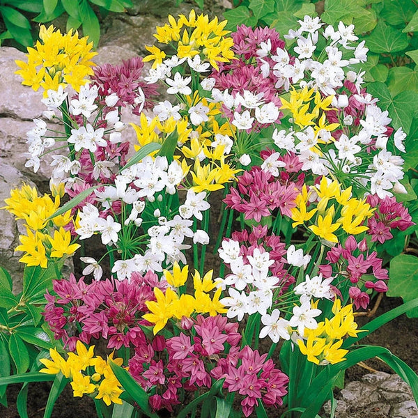 Mountain Bells Mixture