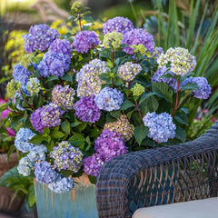 Endless Summer Bloomstruck