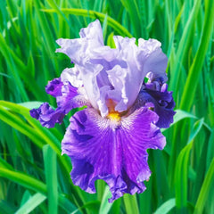 Purple Reign Bearded Iris