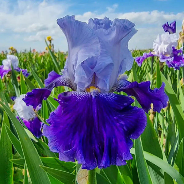 Purple Reign Bearded Iris