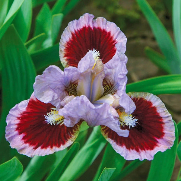 Going in Circles Dwarf Bearded Iris