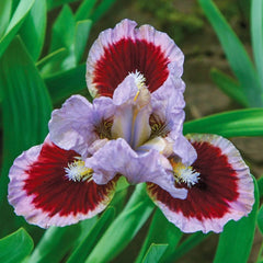 Going in Circles Dwarf Bearded Iris