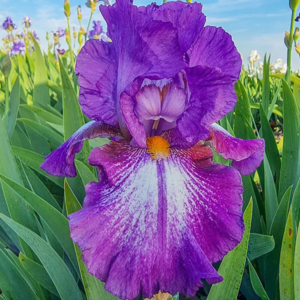 Aubergine a la Mode Reblooming Bearded Iris