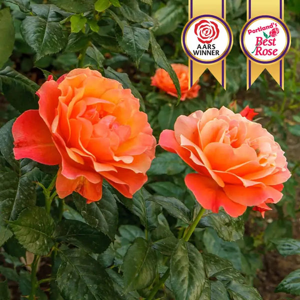 Livin' Easy™ Floribunda Rose