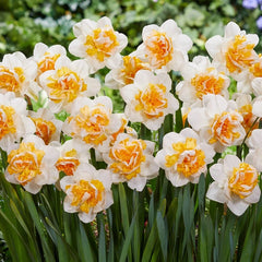 Peach Prince Daffodil