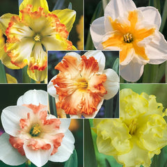 Butterfly Daffodil Collection