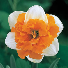Deluxe Double Daffodil Collection
