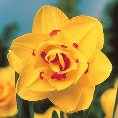 Deluxe Double Daffodil Collection