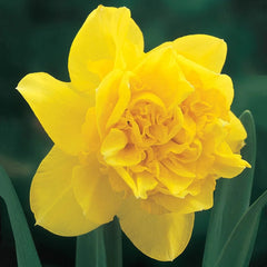 Deluxe Double Daffodil Collection