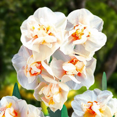 Deluxe Double Daffodil Collection