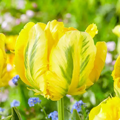 Yellow Madonna Parrot Tulip