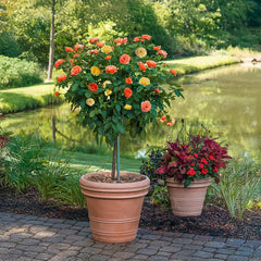 Livin' Easy™ Floribunda Rose