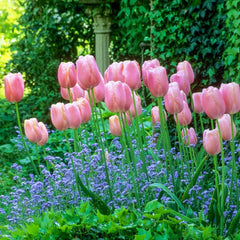 Menton Tulip