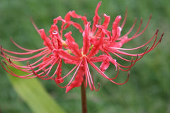 Lycoris Radiata Bulbs Spider Lily Hurricane Cluster Amayllis Growing Bonsai Roots Rhizomes Corms Tubers Potted Planting Reblooming Fragrant Garden Species Blooms Flower Seeds Plant Gardening