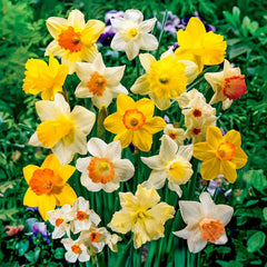 Mixed Daffodil Super Sak
