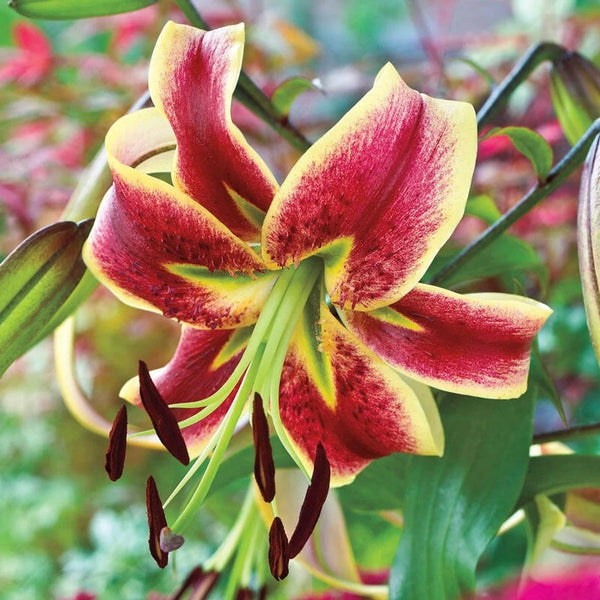 Scheherazade Turban Lily