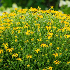 American Gold Rush Black-Eyed Susan