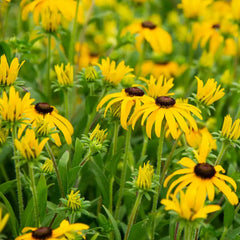 American Gold Rush Black-Eyed Susan