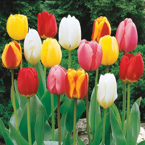 Perennial Tulip Mixture