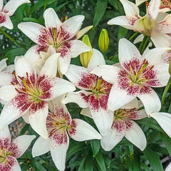 Tribal Kiss Lily