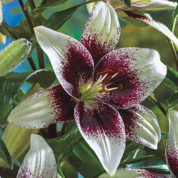 Tribal Kiss Lily