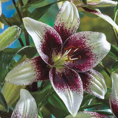 Tribal Kiss Lily