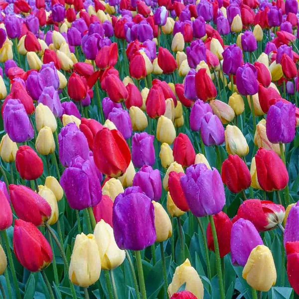 Dutch Darlings Tulip Mixture