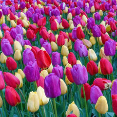 Red Yellow Purple Tulip Mixture