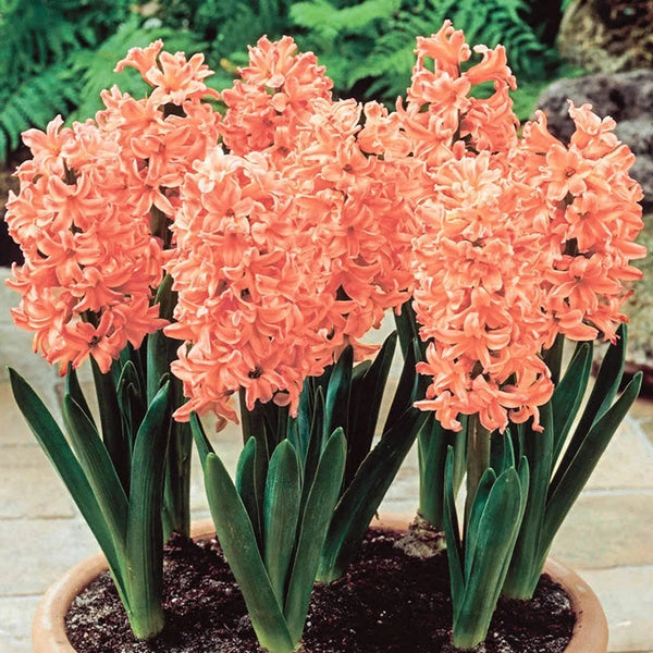Gipsy Queen Hyacinth