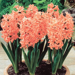 Queen Hyacinth Gipsy