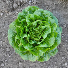 Xalbadora Mini Romaine Lettuce