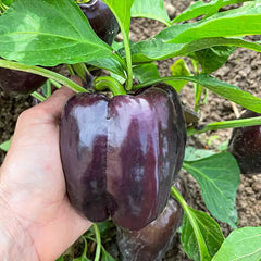 Dragonfly Hybrid Sweet Pepper
