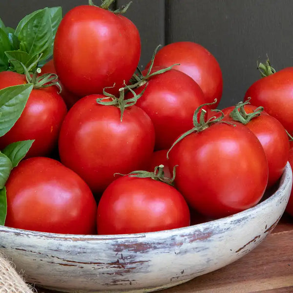 Early Darling Hybrid Tomato