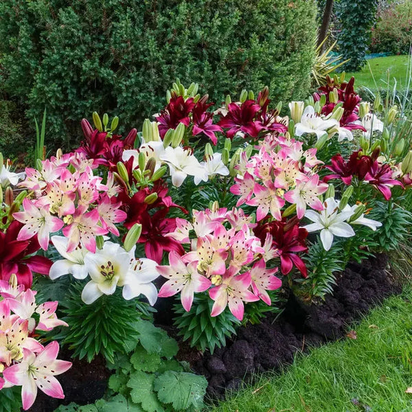 Hugs and Kisses Carpet Border Lily Mixture