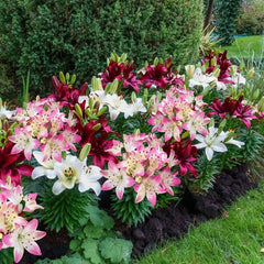 Hugs And Kisses Carpet Border Lily Mixture
