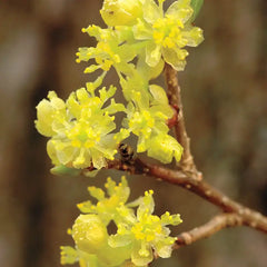 Spicebush Plant