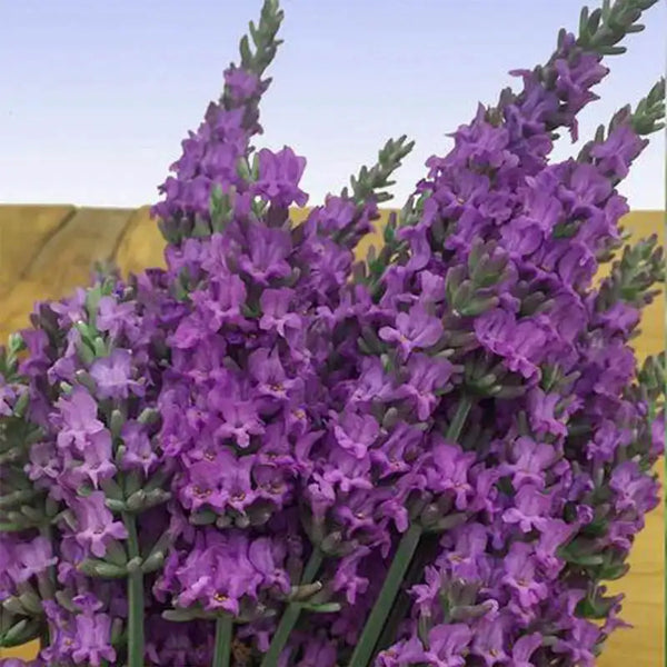 Sensational!® Lavender