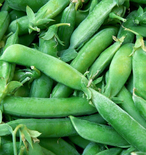 Sugar Ann snap pea seeds